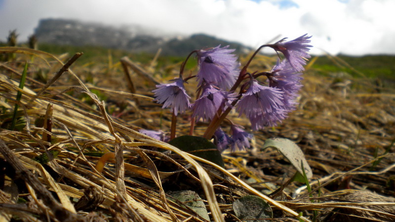 Primulacea -  Soldanella alpina
